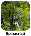 Spinacristi